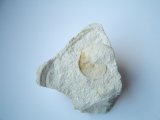 Ammonite, Hoploscaphites constrictus anterior, Maastricht period