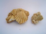 Organo-detritic limestone with fossil shells